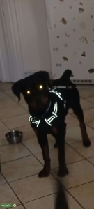 Rottweiler Stud Listing Image