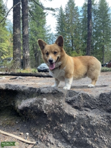 Corgi Male Listing Image