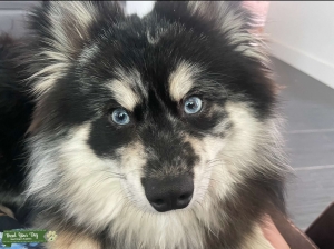 1 yr. OLD MALE POMSKY Listing Image