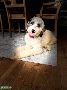 Sheepadoodle Looking for Love in Connecticut Listing Image