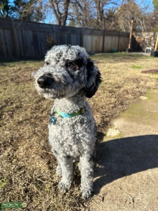 Stud Aussiedoodle Listing Image