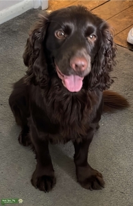 Working chocolate cocker spaniel stud Listing Image