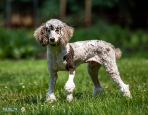 AKC Mini Merle Poodle Listing Image