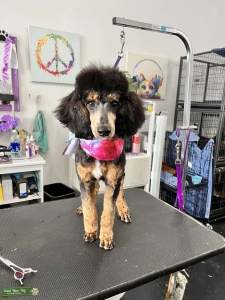 Mini Phantom AKC Poodle Listing Image