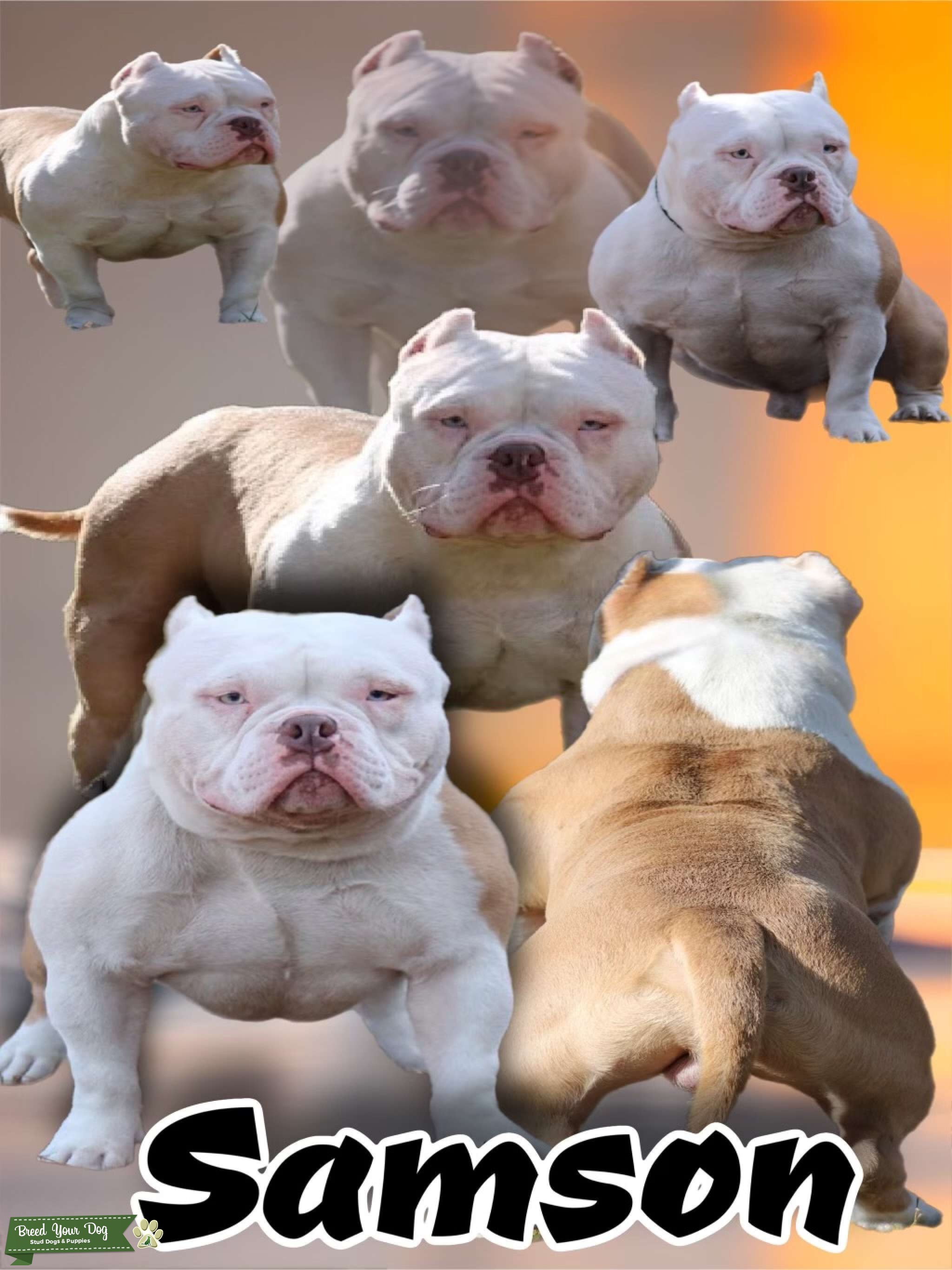 Pocket Bully Stud Dog in Florida, the United States Breed Your Dog