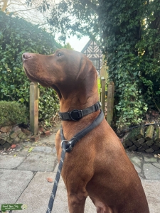 Hungarian Vizsla Stud Listing Image