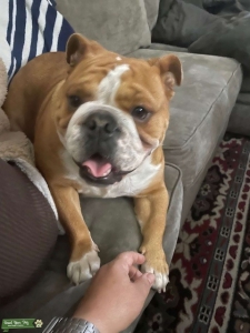 Beautiful English Bulldog looking for mate Listing Image