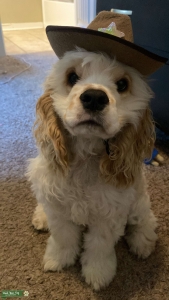Looking for a girlfriend Listing Image