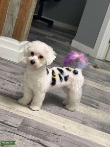 Female Bichon Frise Listing Image
