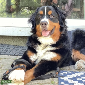 Bernese Mountain Dog Listing Image