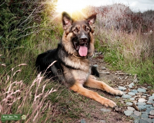 GSD Male for stud Listing Image