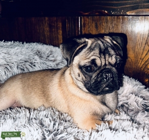 Little fella looking for future Lady Listing Image