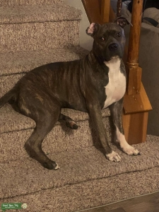 Cane Corso  Listing Image