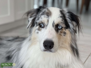 Australian Shepherd Blue Merle Listing Image