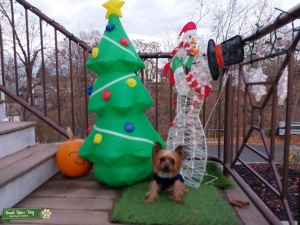 Yorkie poo Listing Image