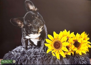 AKC registered and DNA tested Listing Image