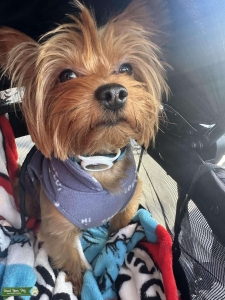 Pure bred Yorkie Listing Image
