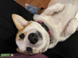 Corgi Female Listing Image