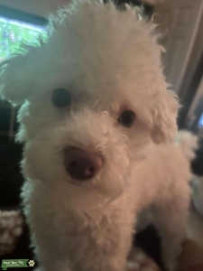 Pure White Toy Poodle  Listing Image