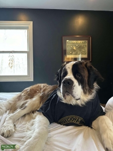 Perfect Saint Bernard  Listing Image
