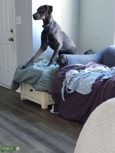 Blue Dane, Embark tested.  Listing Image