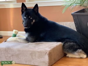 German/Husky Mix Listing Image