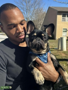 Beautiful and Healthy French Bulldog Listing Image