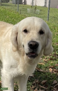 English Cream Golden Retriever Champion Bloodline Listing Image