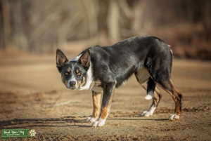 ABCA Border Collie Listing Image