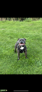 Blue Staffordshire Bull Terrier Listing Image