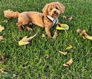 Red Toy Poodle Listing Image