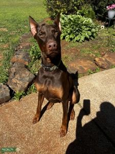 Brown/Red Doberman Listing Image