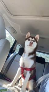 Purebreed Siberian husky  Listing Image