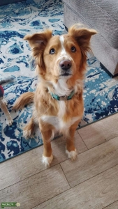 Breed Husky Mix Listing Image