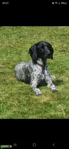 German Shorthaired Pointer x English Springer Spaniel Listing Image
