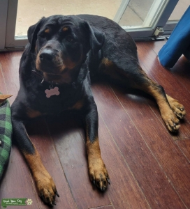 Female purebred rottweiler Listing Image