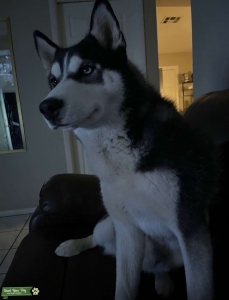 White and black husky Listing Image