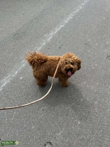 Toy Golden Doodle Listing Image