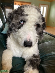Aussiedoodle blue merle stud Listing Image
