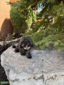 Maltipoo  Listing Image
