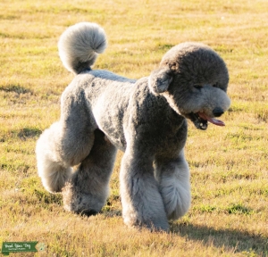 Grey standard Poodle Listing Image