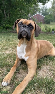 Male Pure Breed Boxer Listing Image