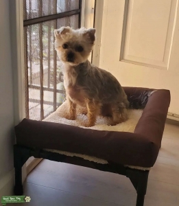 Female Silver and Curly Haired Yorkie Ready to Mate Listing Image