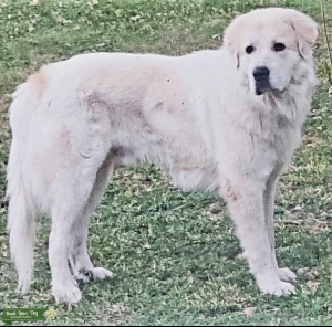 Great Pyrenees Listing Image