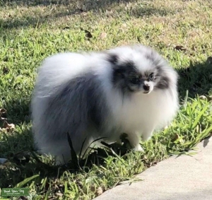 Tiny blue Merle Pomeranian Stud AKC 3lbs  Listing Image