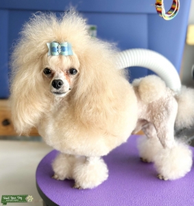 Tiny teacup toy poodle Stud AKC registered Listing Image