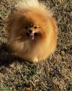 Tiny Teacup Pomeranian Stud AKC 3lbs  Listing Image