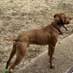 Vizsla Stud - Ranger Listing Image