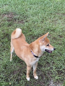 Looking to breed my female Shiba Inu Listing Image