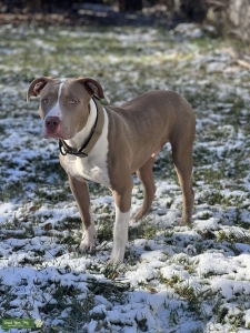 Pup ready to mate  Listing Image